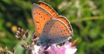Czerwończyk nieparek (Lycaena dispar)