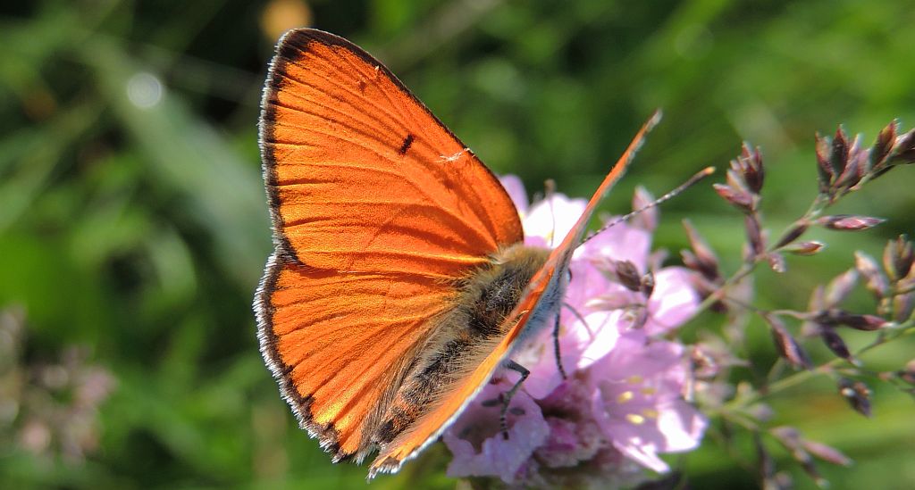 Czerwończyk nieparek (Lycaena dispar)