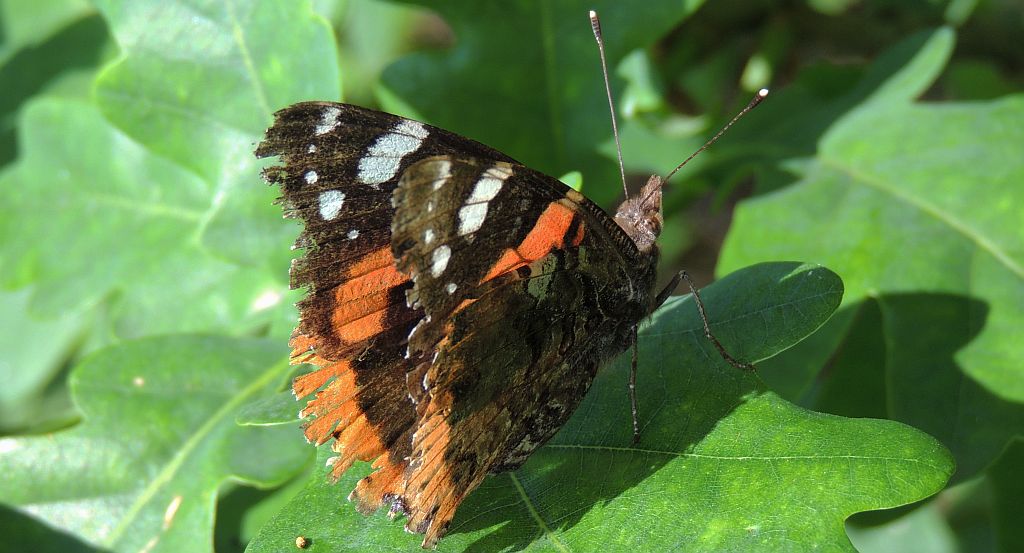 Rusałka admirał (Vanessa atalanta)