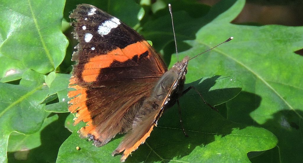 Rusałka admirał (Vanessa atalanta)