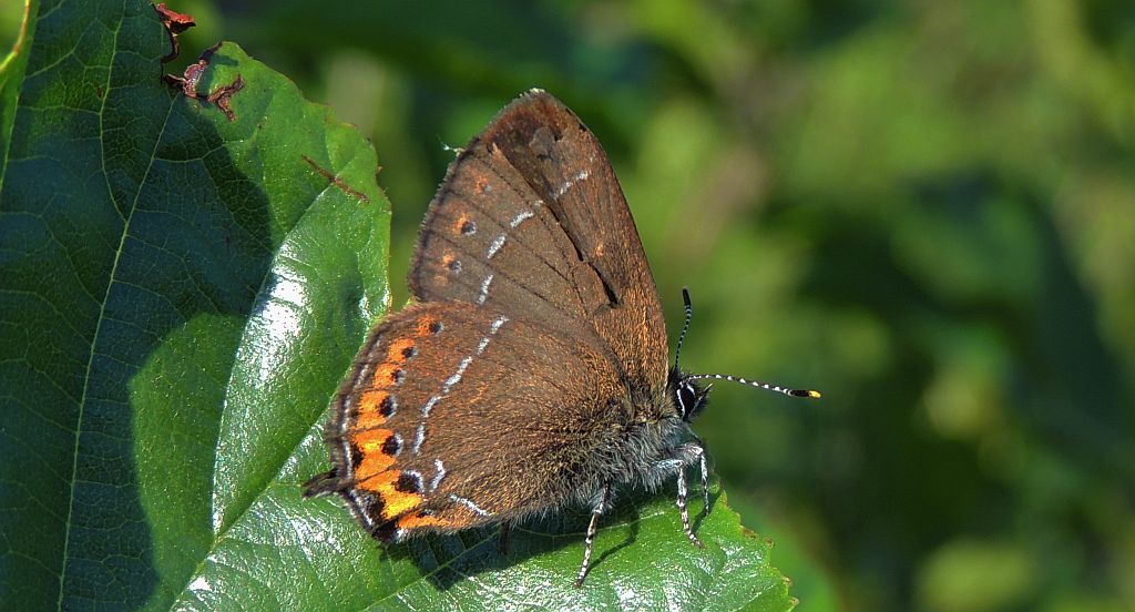 Ogończyk śliwowiec (Satyrium pruni)