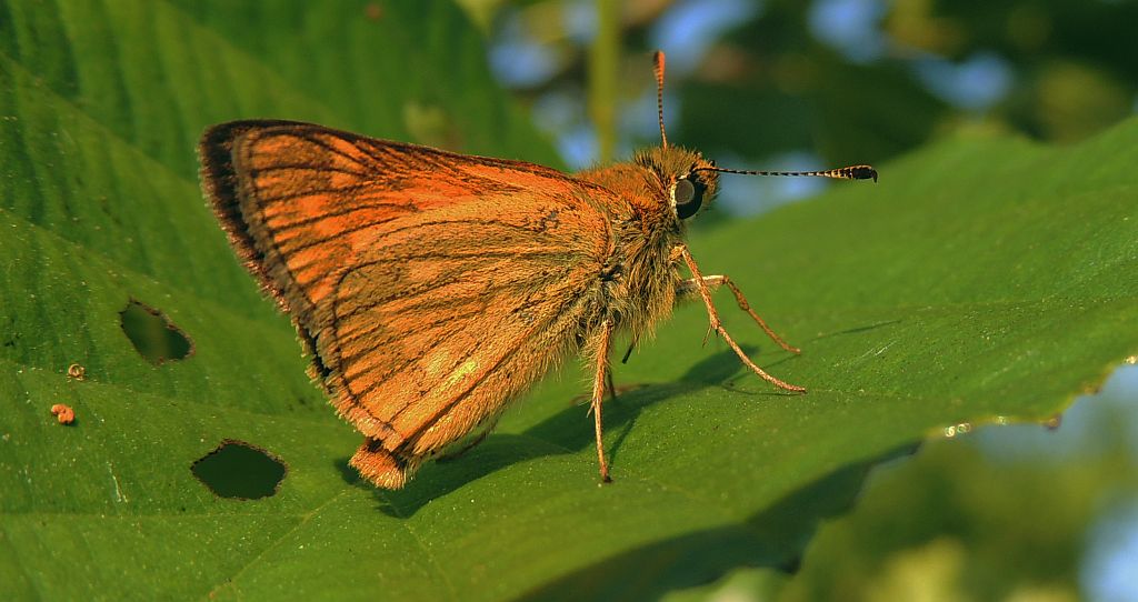 Karłątek kniejnik (Ochlodes sylvanus)