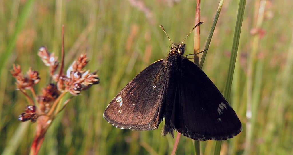 Rojnik morfeusz (Heteropterus morpheus)