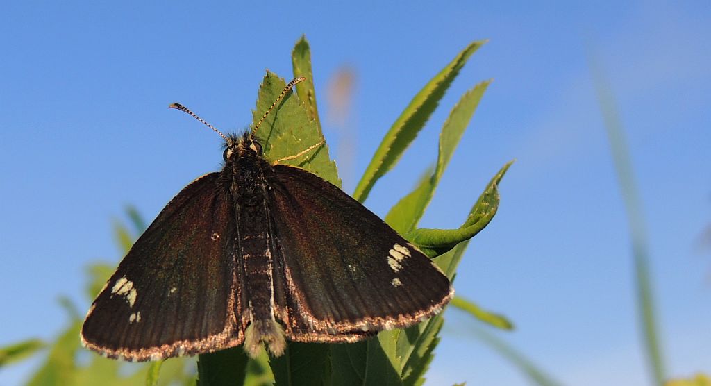 Rojnik morfeusz (Heteropterus morpheus)