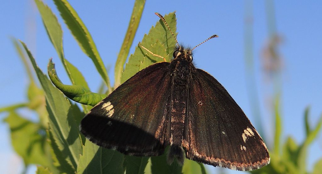 Rojnik morfeusz (Heteropterus morpheus)