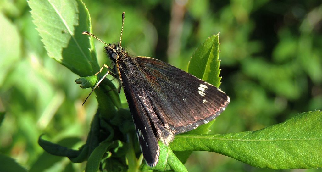 Rojnik morfeusz (Heteropterus morpheus)