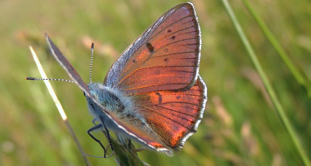 Czerwończyk zamgleniec (Lycaena alciphron)