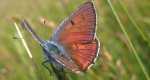 Czerwończyk zamgleniec (Lycaena alciphron)