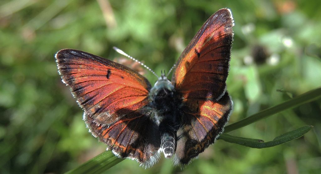 Czerwończyk płomieniec (Lycaena hippothoe)