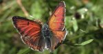 Czerwończyk płomieniec (Lycaena hippothoe)