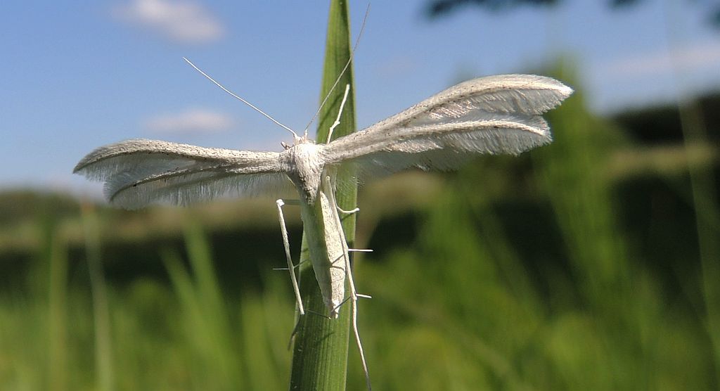 Piórolotek pięciopiór, piórolotek śnieżynka (Pterophorus pentadactyla, Aciptilia pentadactyla)