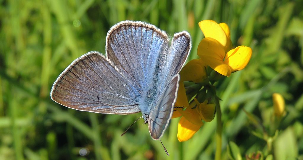 Modraszek amandus (Polyommatus amandus)