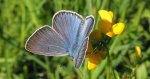 Modraszek amandus (Polyommatus amandus)