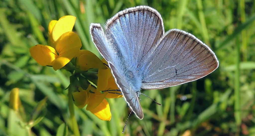 Modraszek amandus (Polyommatus amandus)