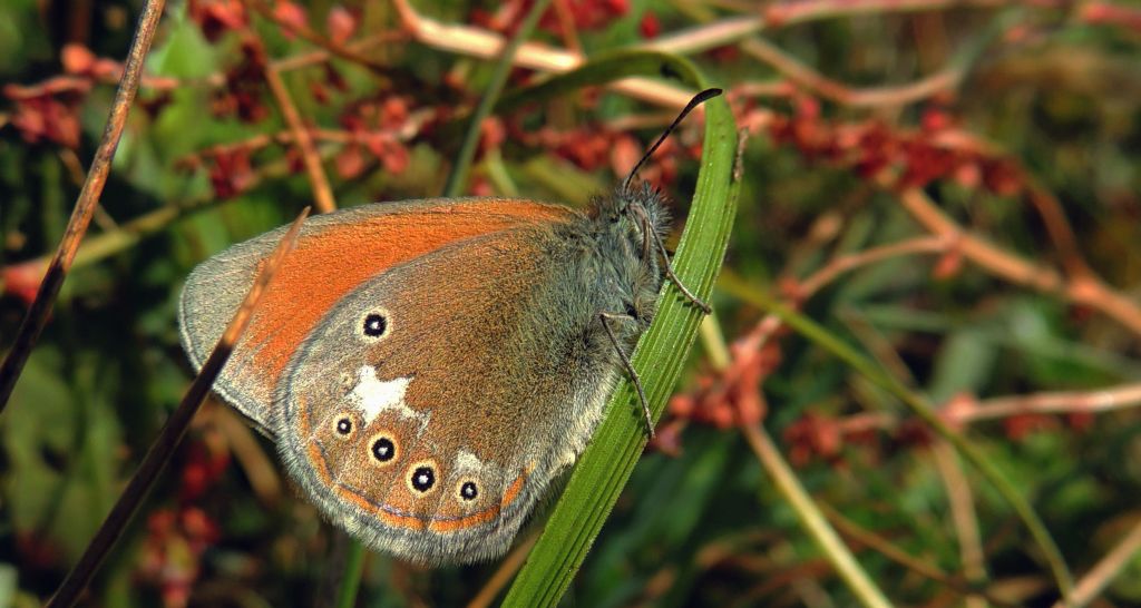 Strzępotek glicerion (Coenonympha glycerion)