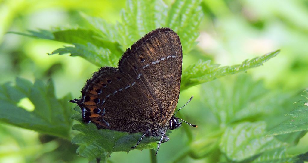 Ogończyk śliwowiec (Satyrium pruni)