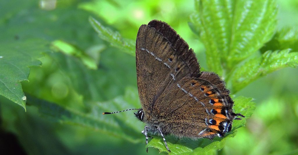Ogończyk śliwowiec (Satyrium pruni)