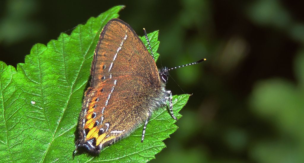 Ogończyk śliwowiec (Satyrium pruni)