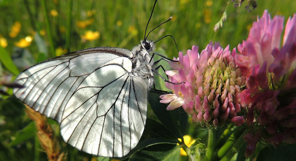 Niestrzęp głogowiec (Aporia crataegi)