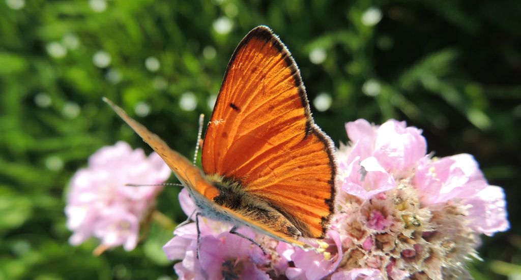 Czerwończyk nieparek (Lycaena dispar)