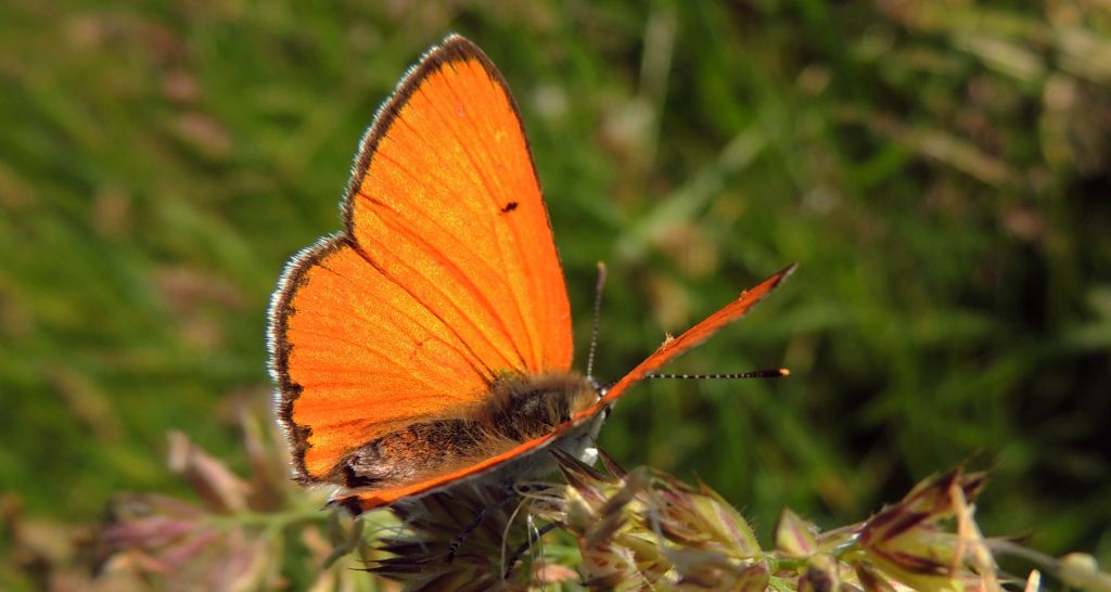Czerwończyk nieparek (Lycaena dispar)