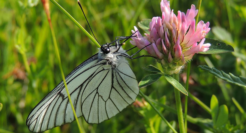 Niestrzęp głogowiec (Aporia crataegi)