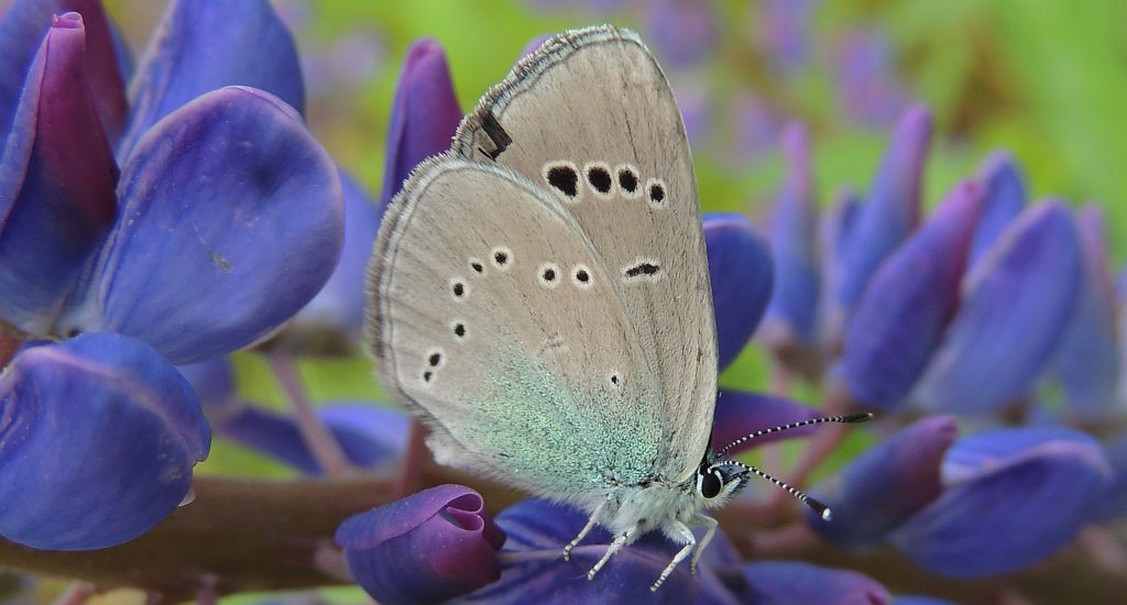 Modraszek aleksis (Glaucopsyche alexis)