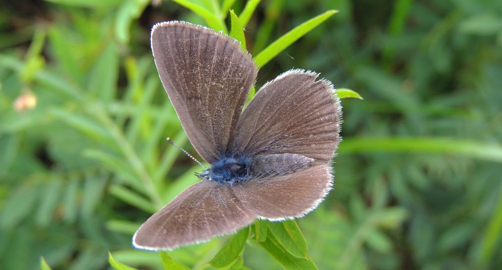 Modraszek aleksis (Glaucopsyche alexis)