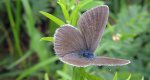 Modraszek aleksis (Glaucopsyche alexis)