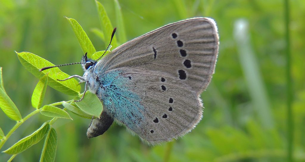 Modraszek aleksis (Glaucopsyche alexis)