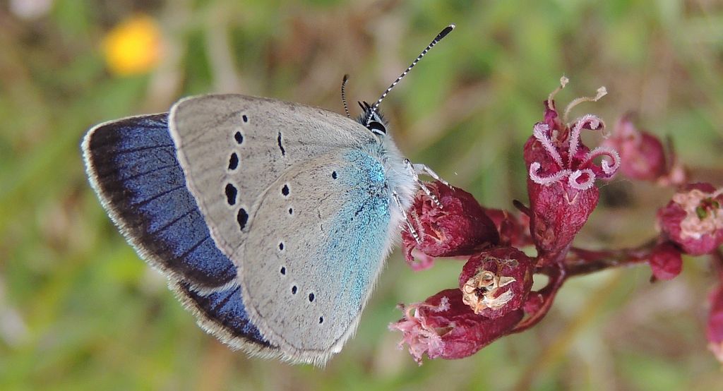 Modraszek aleksis (Glaucopsyche alexis)
