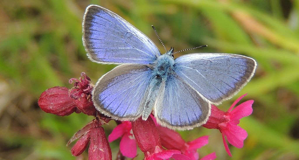 Modraszek aleksis (Glaucopsyche alexis)