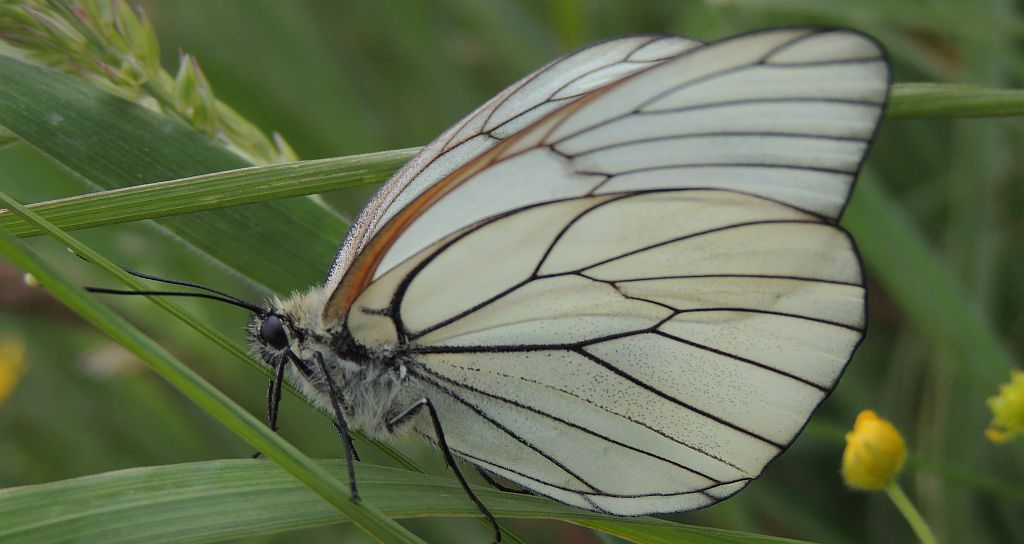 Niestrzęp głogowiec (Aporia crataegi)