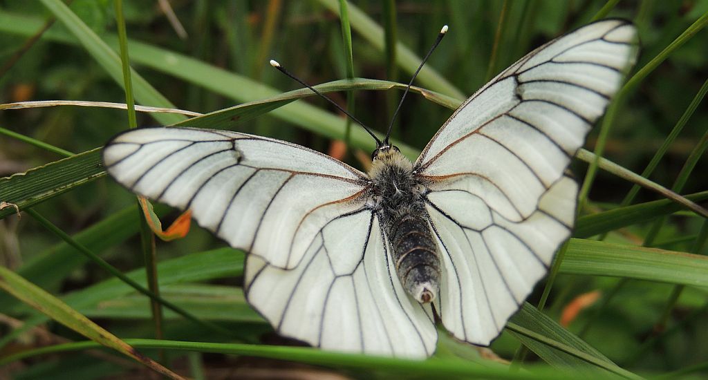 Niestrzęp głogowiec (Aporia crataegi)