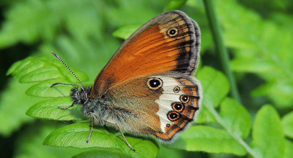 Strzępotek perełkowiec (Coenonympha arcania)