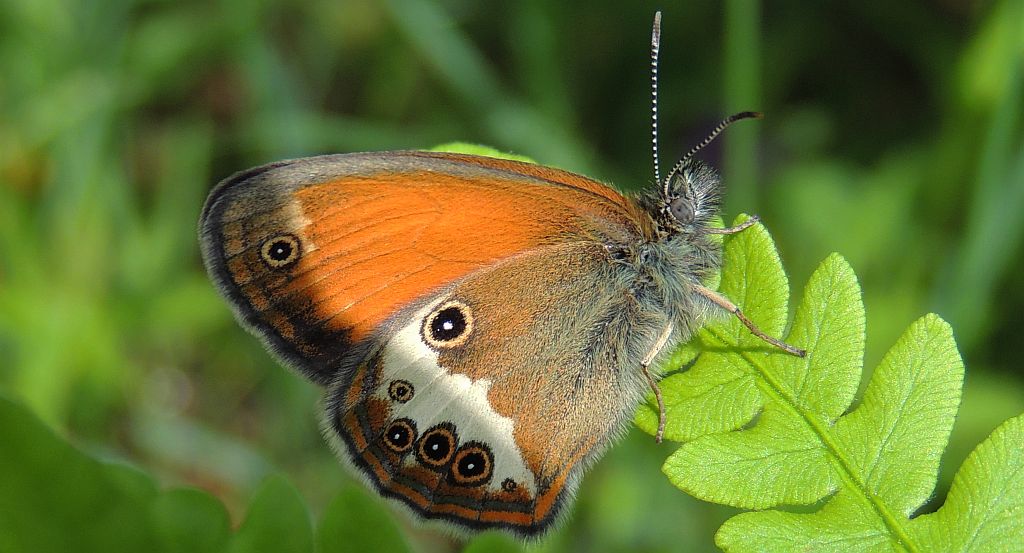 Strzępotek perełkowiec (Coenonympha arcania)