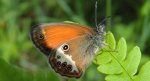 Strzępotek perełkowiec (Coenonympha arcania)