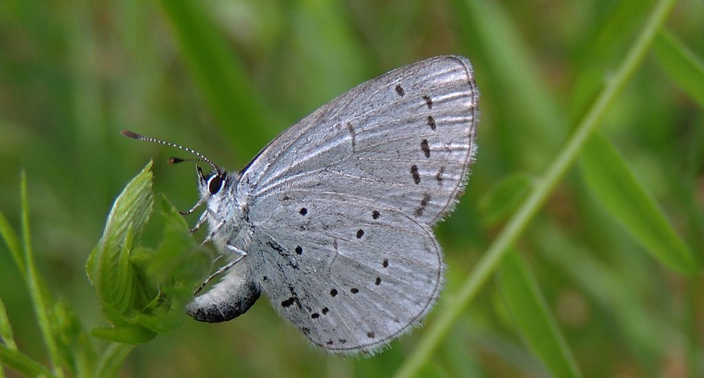 Modraszek wieszczek (Celastrina argiolus)