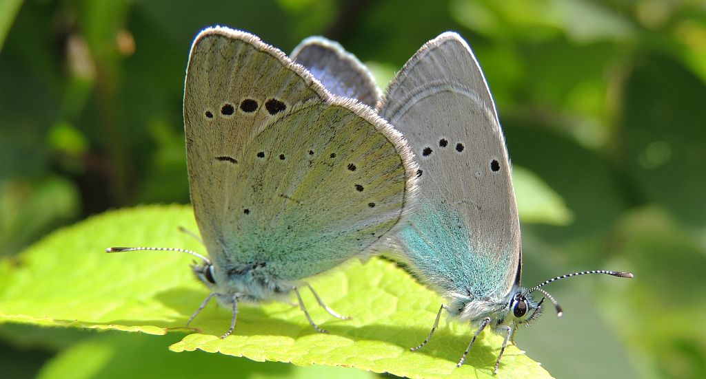 Modraszek aleksis (Glaucopsyche alexis)