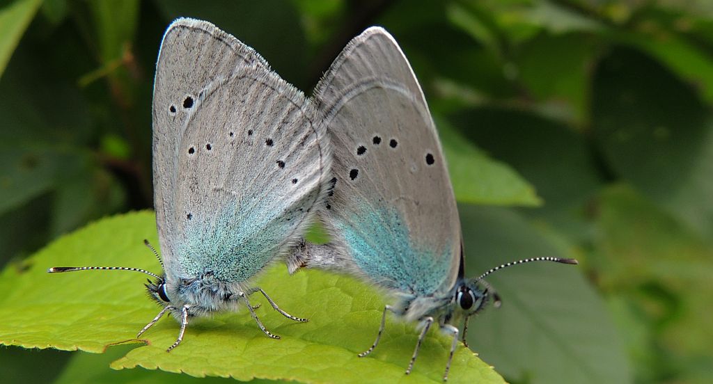 Modraszek aleksis (Glaucopsyche alexis)