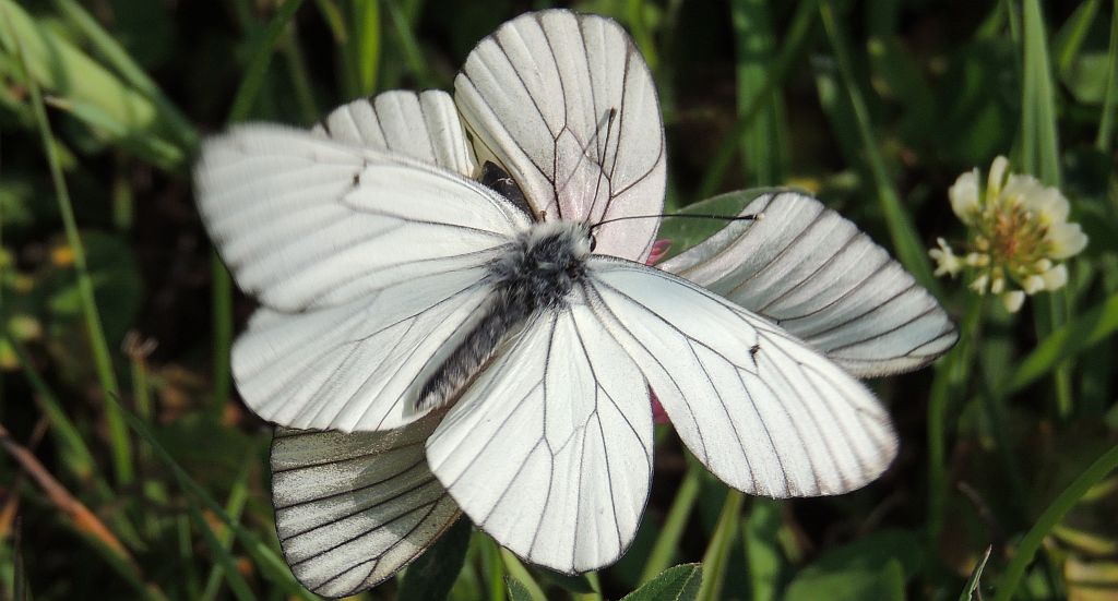 Niestrzęp głogowiec (Aporia crataegi)
