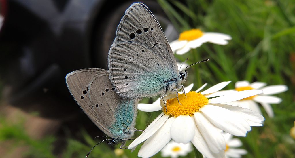 Modraszek aleksis (Glaucopsyche alexis)