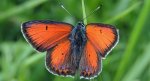 Czerwończyk płomieniec (Lycaena hippothoe)
