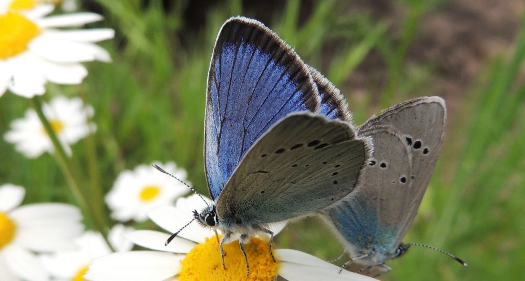 Modraszek aleksis (Glaucopsyche alexis)