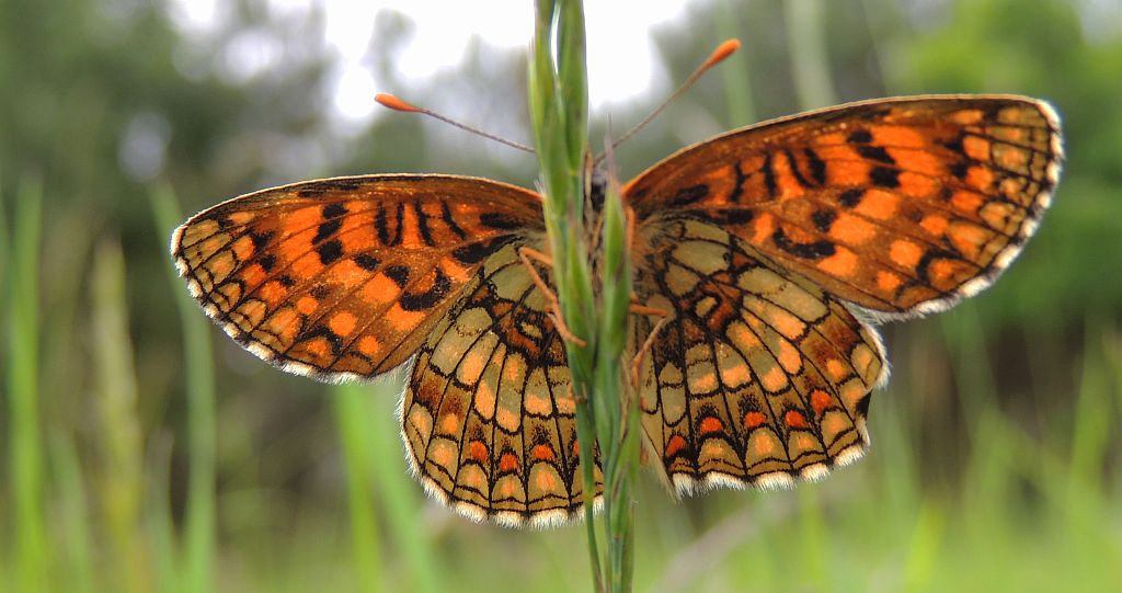 Przeplatka atalia (Melitaea athalia)