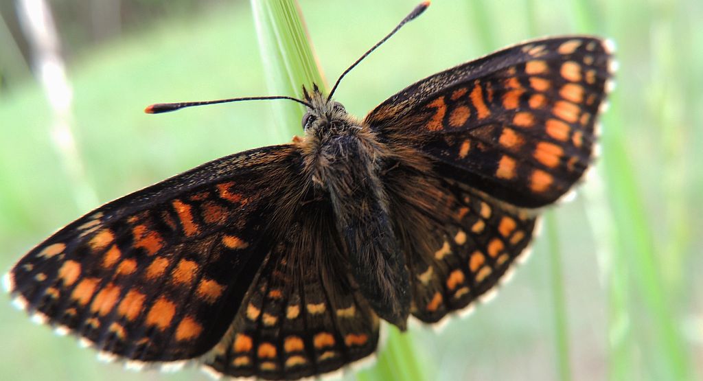 Przeplatka atalia (Melitaea athalia)