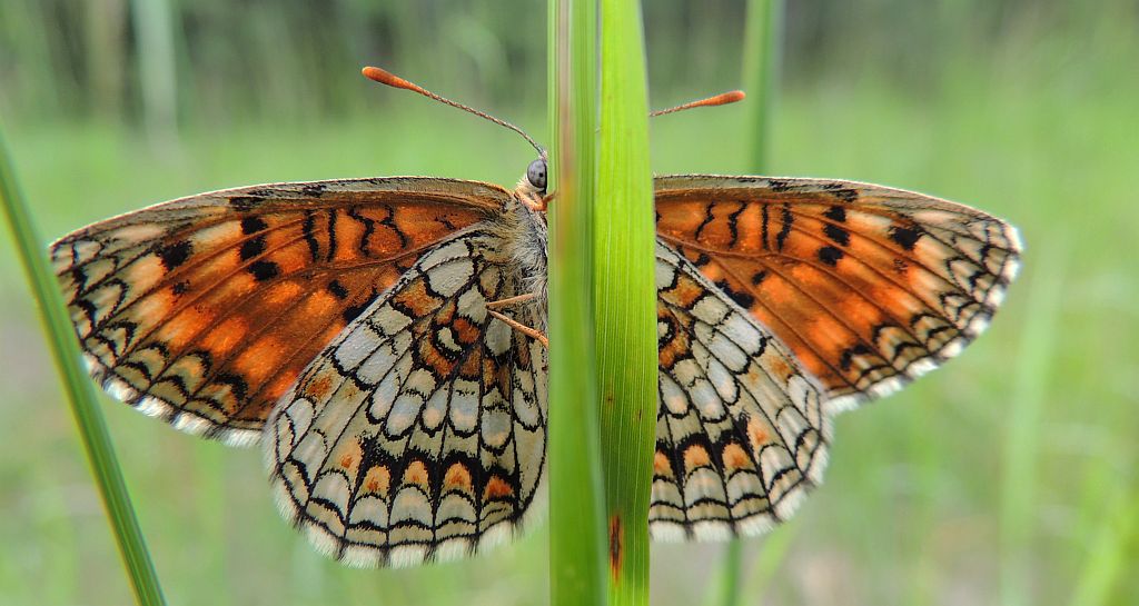Przeplatka atalia (Melitaea athalia)