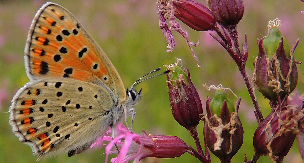 Czerwończyk uroczek (Lycaena tityrus)