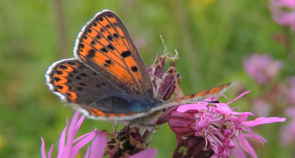 Czerwończyk uroczek (Lycaena tityrus)