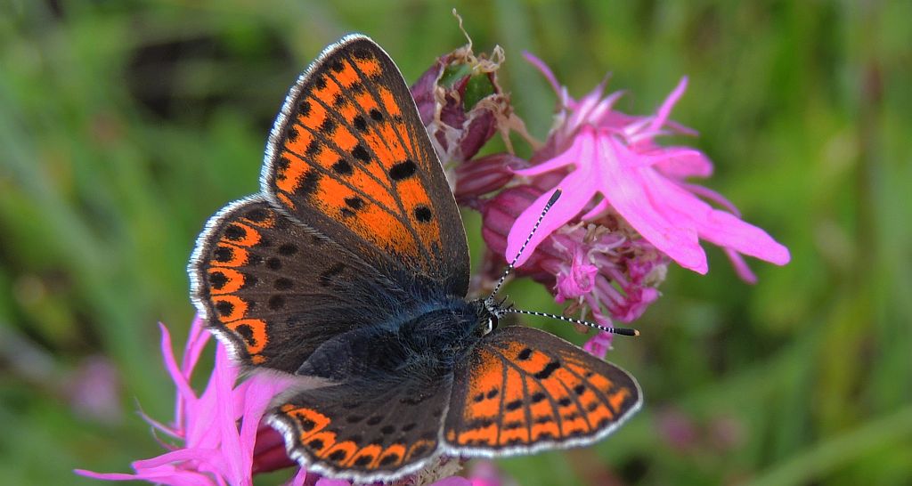 Czerwończyk uroczek (Lycaena tityrus)